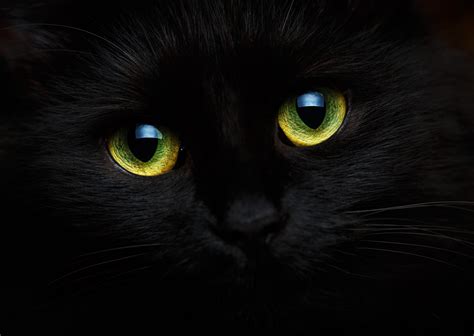El Gato Negro Un Cuento De Edgar Allan Poe