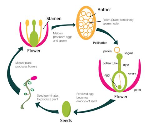 Modes Of Reproduction In Plants Riset