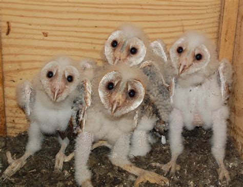 Barn Owl Nest Barn