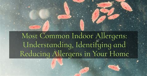 Most Common Indoor Allergens Understand Identify And Reduce Allergens