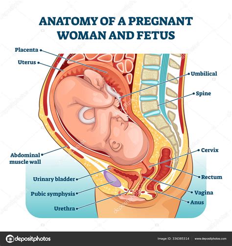 Anatomy Diagram Cervix During Pregnancy