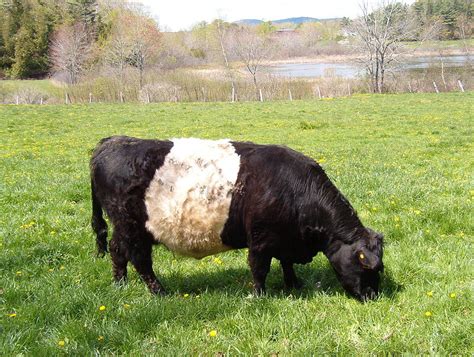 Belted Galloway Bull Photograph By Dale R Preston