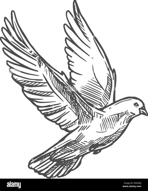 White Dove Bird Flying Vector Sketch Pigeon Wedding Love And Peace