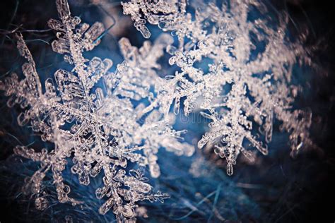 Snowflake Crystal Stock Image Image Of Abstract Cold 58663005