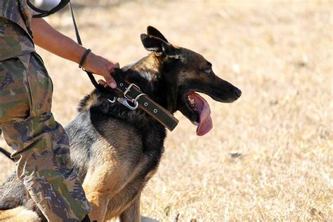 K9 Dogs 22 Fun Facts About Breeds Training And More