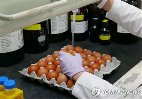 제2의 살충제 계란 사태 막는다 산란계 농가 전문업체서 소독 연합뉴스