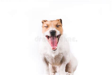 Portrait Of Funny Happy Jack Russell Terrier Dog Yawning Stock Photo