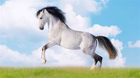 Cute Horse Wallpapers 54 Pictures