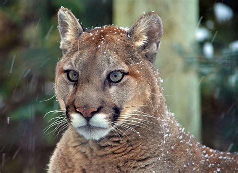 Canadian Cougar Arvo Poolar Flickr
