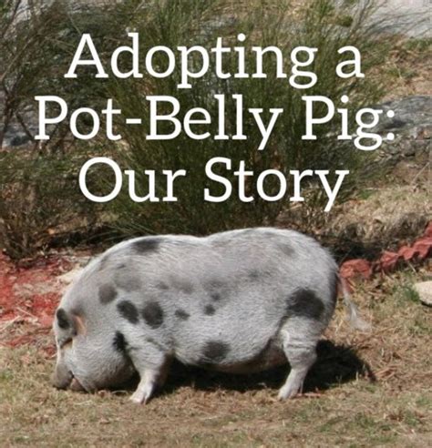 We just butchered two weighing a total of 400 lbs. Adopting and Caring for a Domesticated Pot-Belly Pig ...