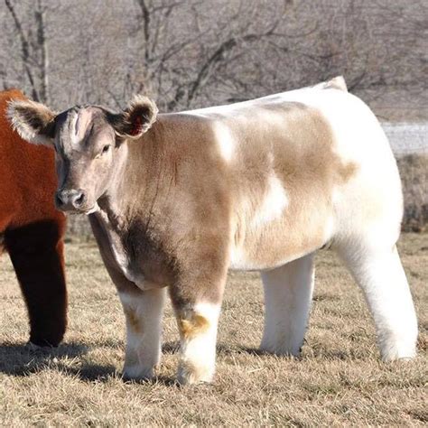 25 Adorable Photos Of Fluffy Cows All Shampooed And Blow Dried Up