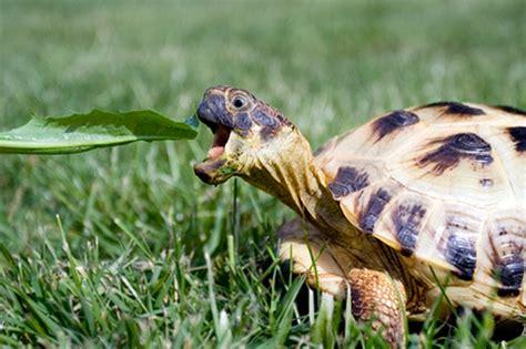 Historically black fraternities do not publish their financial information however the average intake fee is $850 and the average active member dues are $200. How Much Does a Russian Tortoise Cost? | Beginner Guide