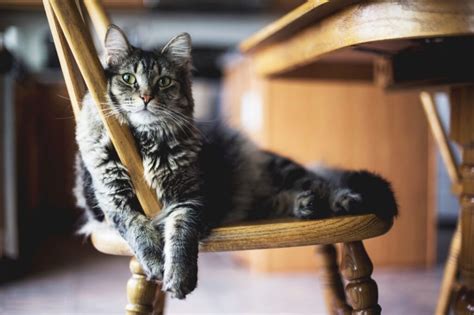 6 Great Reasons To Adopt An Adult Cat Your Purrfect Kitty