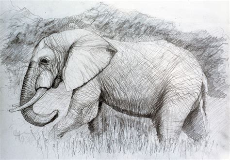 Pencil Sketches Of Elephants A Detailed Guide Willow