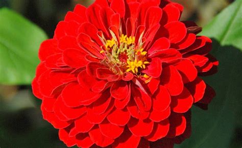 Shop Zinnia Scarlet King California Giant And Other Seeds At