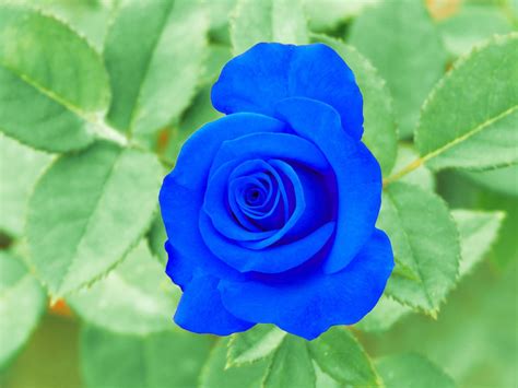 Cute Rose Blue Flower Free Photo On Pixabay