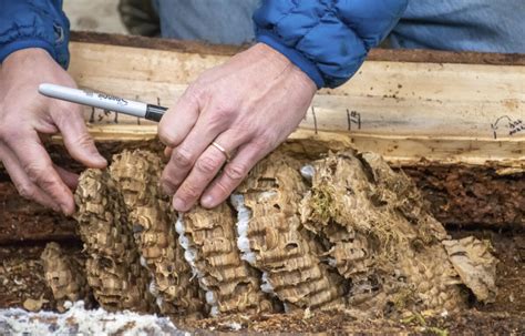 Photos State Entomologist Updates Details On Destroyed Asian Giant Hornet Nest Classic Rock