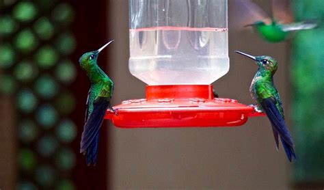 The Best Hummingbird Feeders Of 2022 Full Buyers Guide