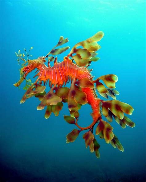 Leafy Sea Dragon A Leafy Sea Dragon Which Was Photographed At The