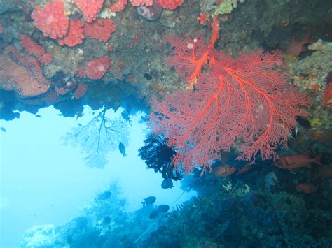 Maybe you would like to learn more about one of these? 20+ Pemandangan Bawah Laut Indonesia - Foto Pemandangan HD