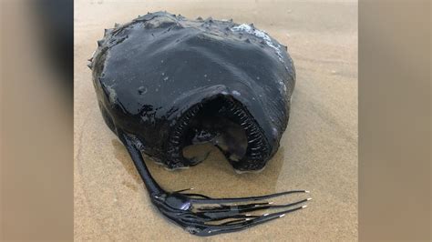 Monstrous Looking Fish Normally Found Deep In The Ocean Washed Up On A