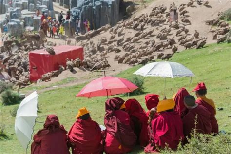 Jenazah Dimakan Burung Tradisi Unik Pemakaman Langit Di Tibet