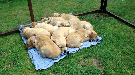 If an unscrupulous person produces puppies and knows that he can sell them early at six to seven weeks (or earlier) and avoid paying for food, veterinary care, or other costs, then that cycle will continue. 2014 Golden Retriever Puppies - 6 Weeks Old - YouTube