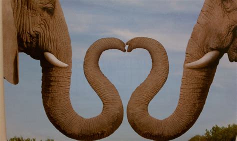 I Love Elephants Be My Valentine Elephant Valentine
