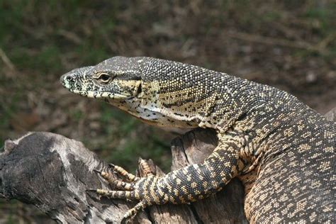 Indonesian woman, 83, fights off komodo dragon attack with. Monitor lizard, Komodo dragon and Komodo on Pinterest