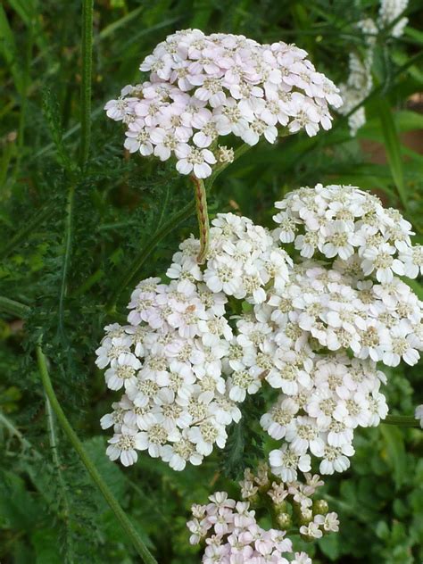 Yarrow Drought Resistant Plants Long Blooming Perennials Wild Plants