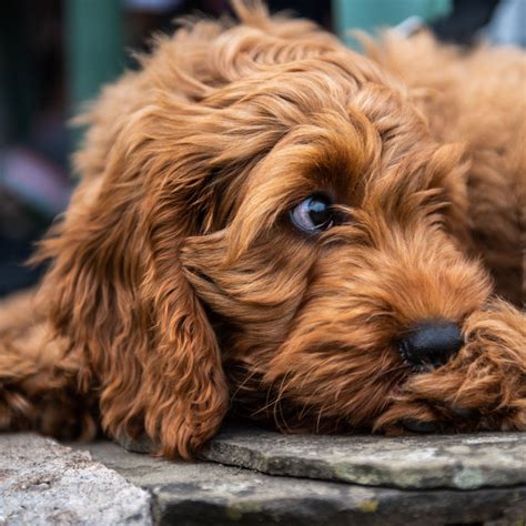 We want to hear your opinion! Cockapoo Puppies For Sale & Breeders In California