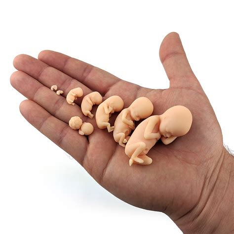 Growing Baby First Trimester Fetal Model Set Generation Animation