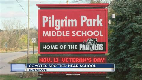 Coyotes Spotted Near Elm Grove Middle School Youtube