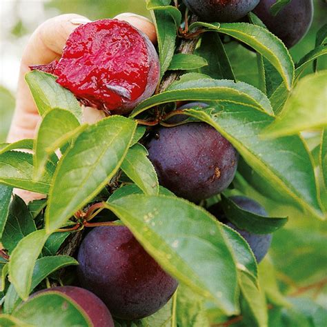 Gage And Plum Trees Growing Guide Suttons Gardening Grow How