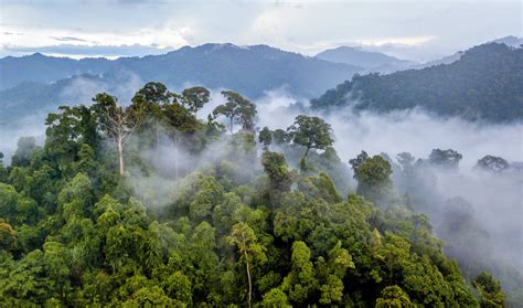 Fires Are Transforming The Amazon Rainforest Into Savanna