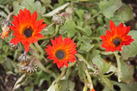 Arctotis Orange Maryflower