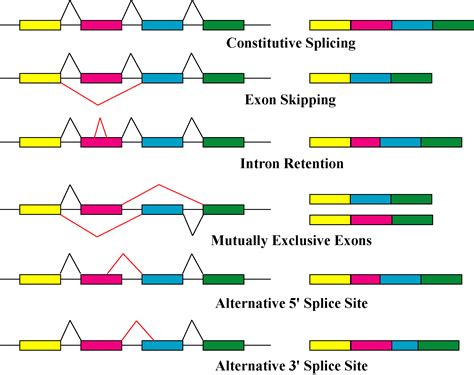 alternatives splicing