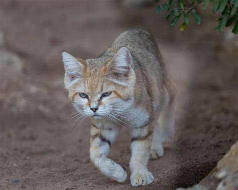 Sand Cat Facts Diet Habitat And Pictures On Animaliabio