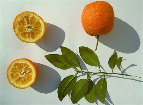 Types Of Orange Fruit You Didnt Know Legitng