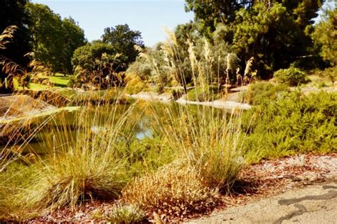 Uc Davis Arboretum And Public Garden 2021 All You Need To Know Before