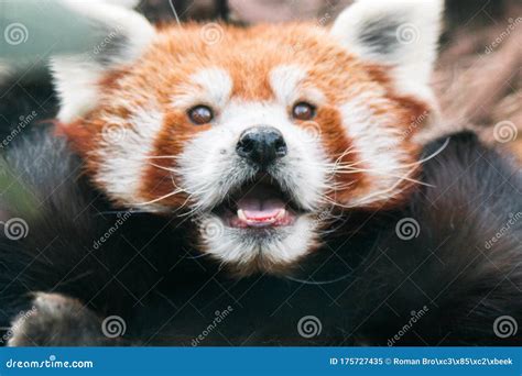 Cute Red Panda Pulling The Tongue Out Stock Image Image Of Habitat