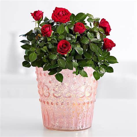 Growing houseplants is a relaxing pastime, as well as a way to enhance interior decor. Potted Red Roses | Planting roses, Orchid plant care, Red ...