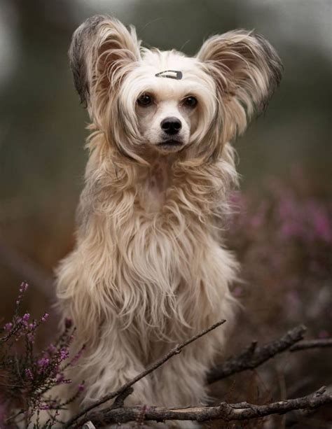 Chinese Crested Powder Puff Dog Photography Chinese Crested Powder