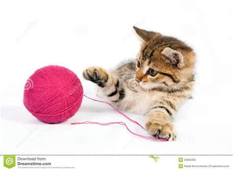 Kitten With Yarn Gallery