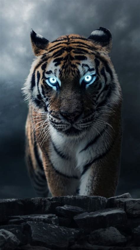 Share Tiger Wallpaper Iphone Best In Cdgdbentre