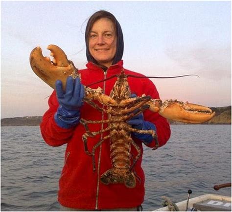 The Book Of Records Largest Lobster Believed To Ever Caught In 80 Years