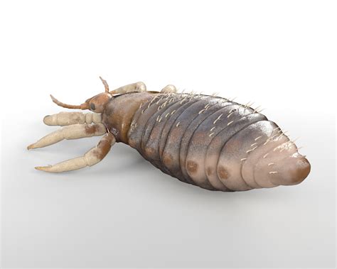 Louse Insects 3d Model By Turbocg 3docean