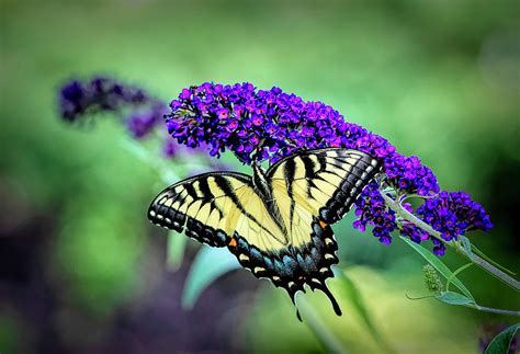 Swallowtail Butterfly On Purple Photograph By Deborah Penland Pixels