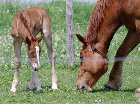 Cutest Baby Horse Videos Forever Horse Crazy