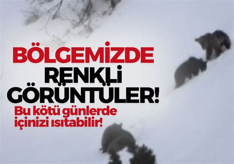 Anne Ay Ve Yavrular N N Kar Keyfi Trabzon Haber Sayfasi